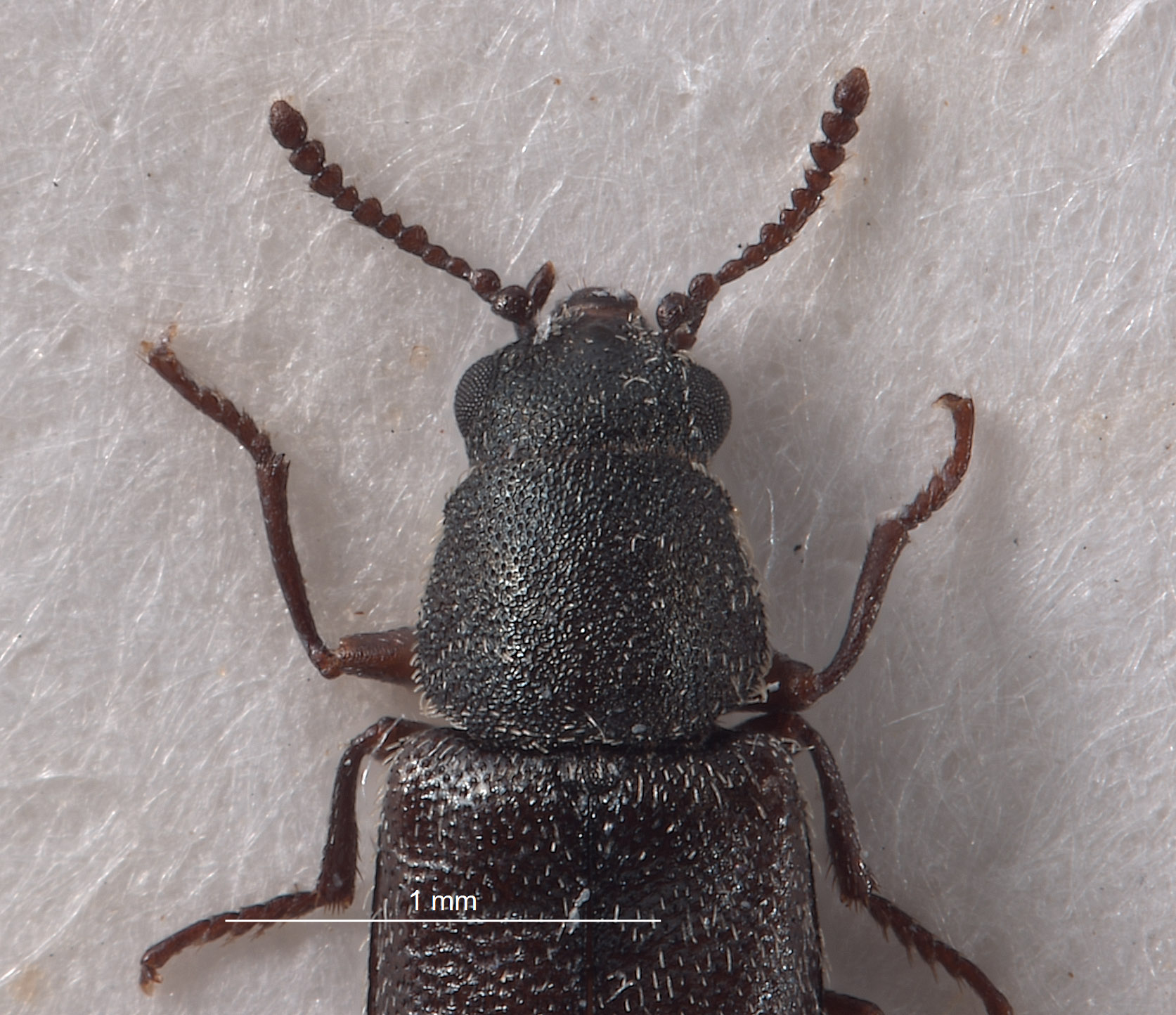 Listrus coloradensis image