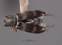 Listrus martini image