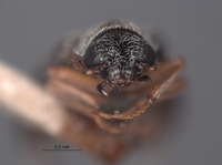 Listrus martini image