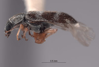 Listrus martini image