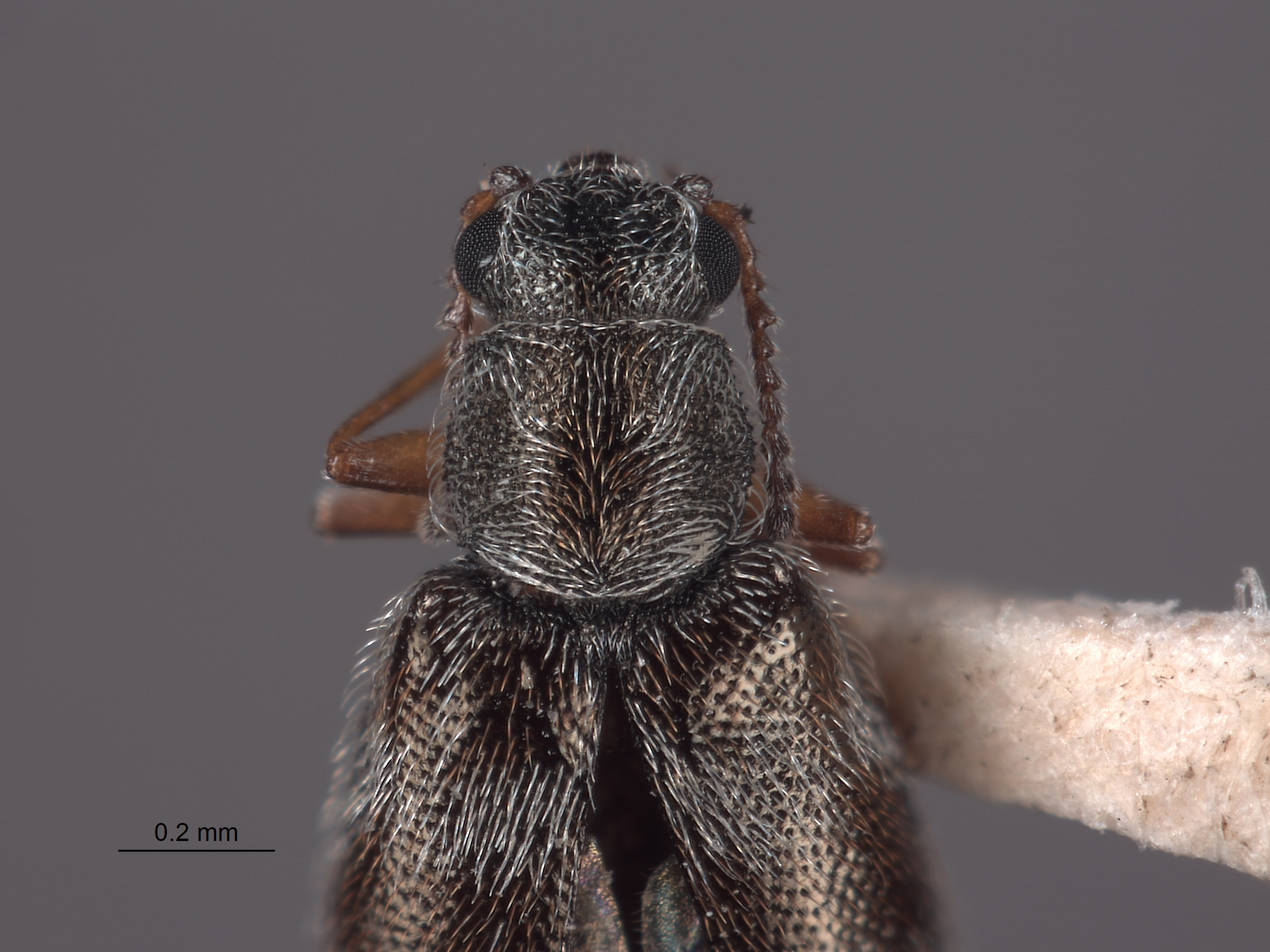 Listrus martini image