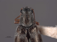 Listrus martini image