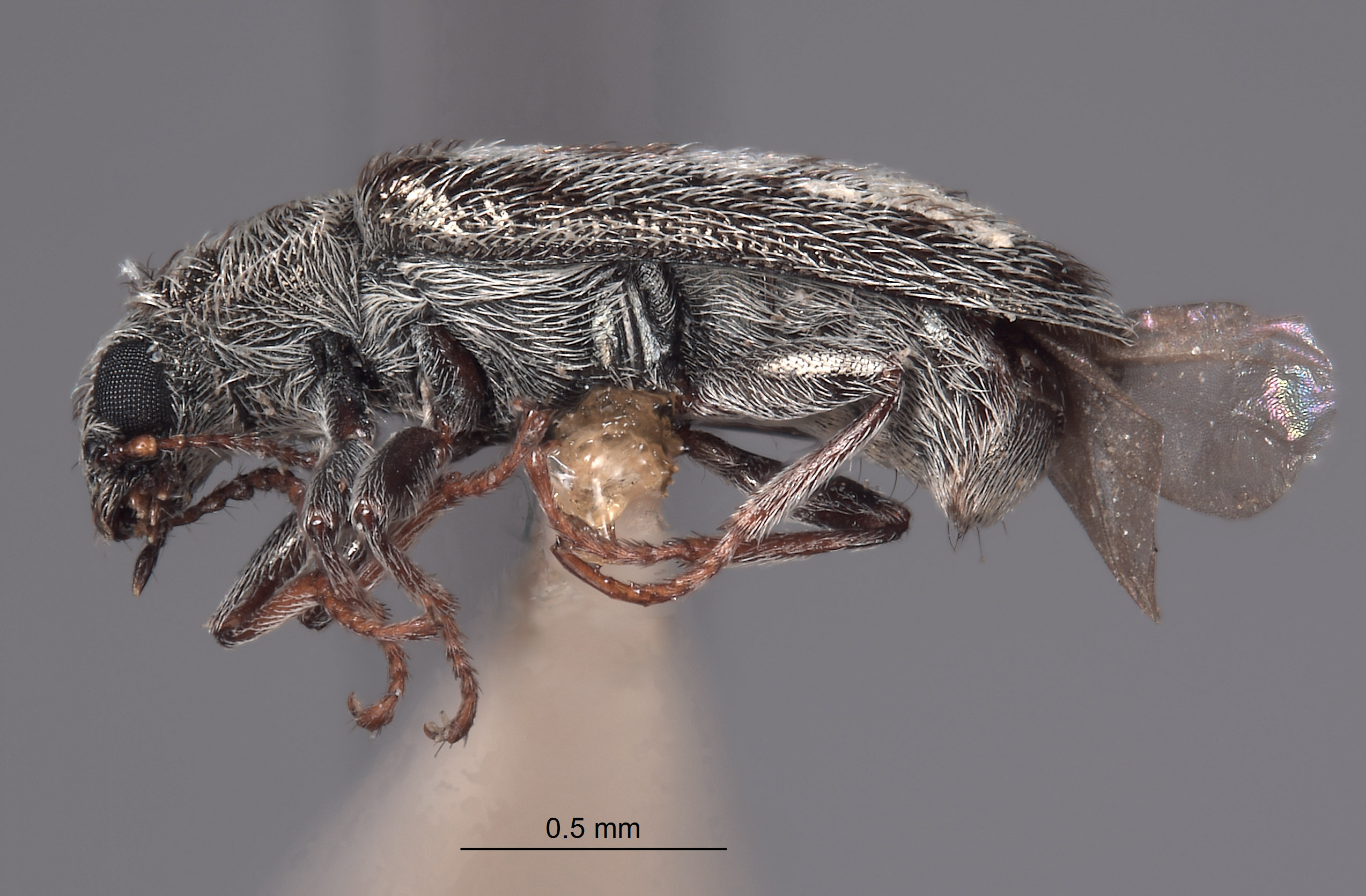 Listrus vestitus image