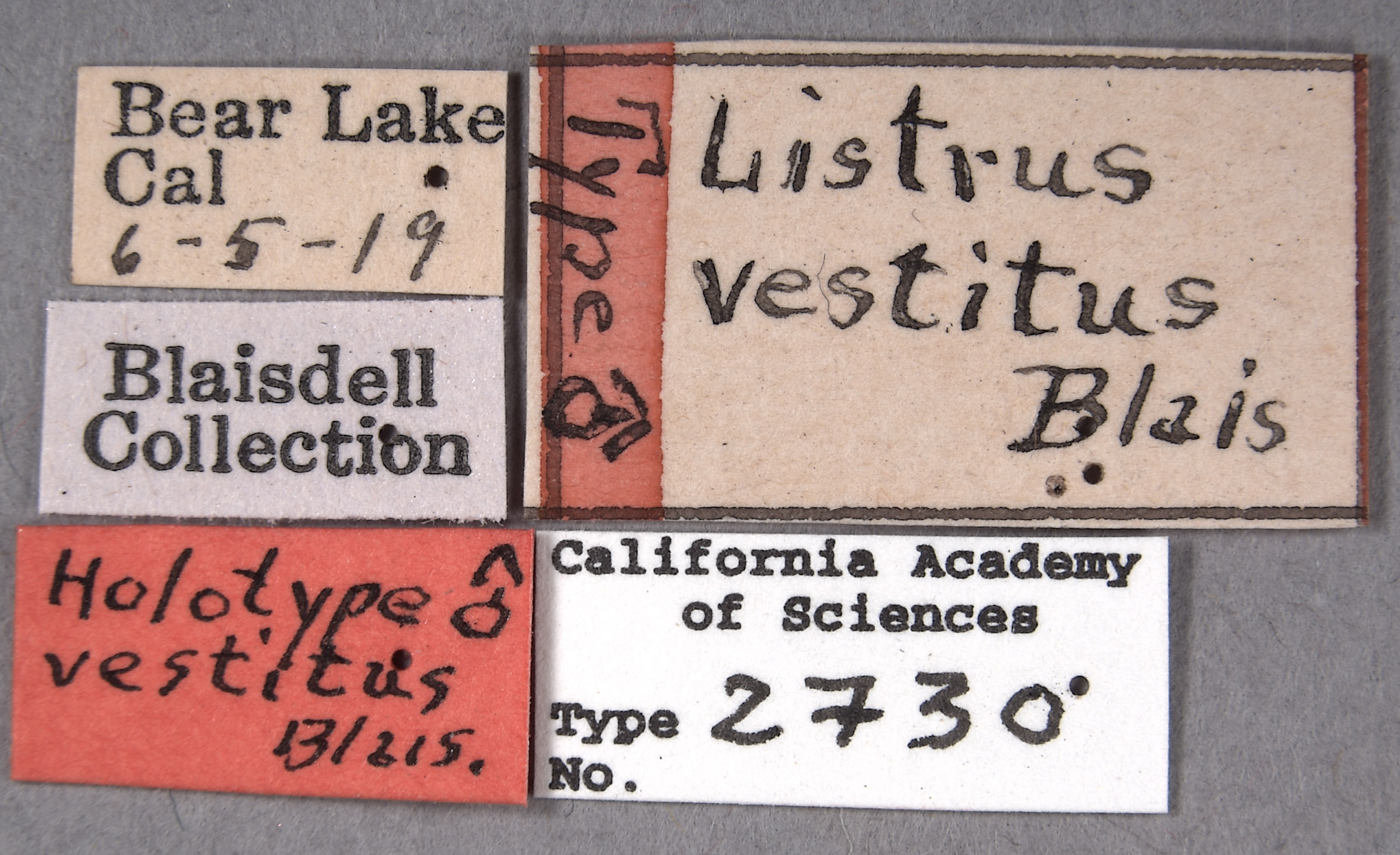 Listrus vestitus image