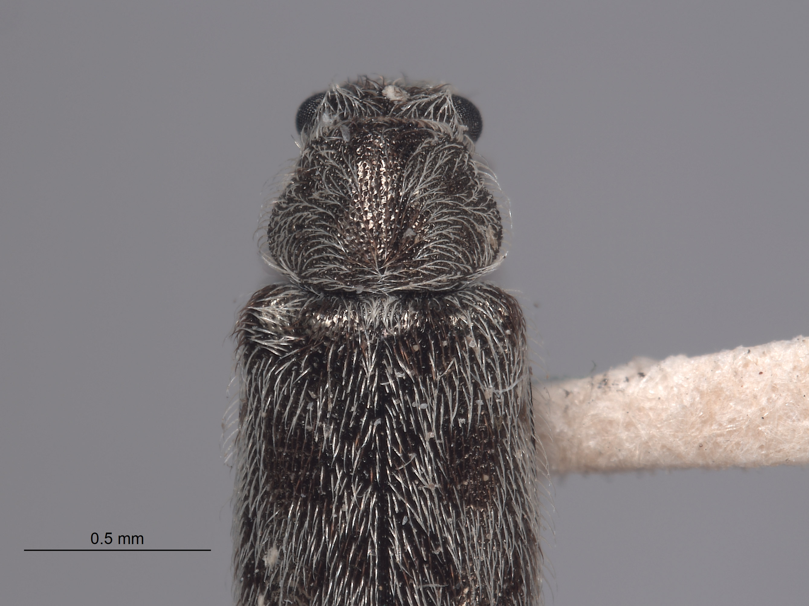 Listrus vestitus image