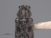 Listrus vestitus image