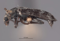 Listrus bifasciatus image