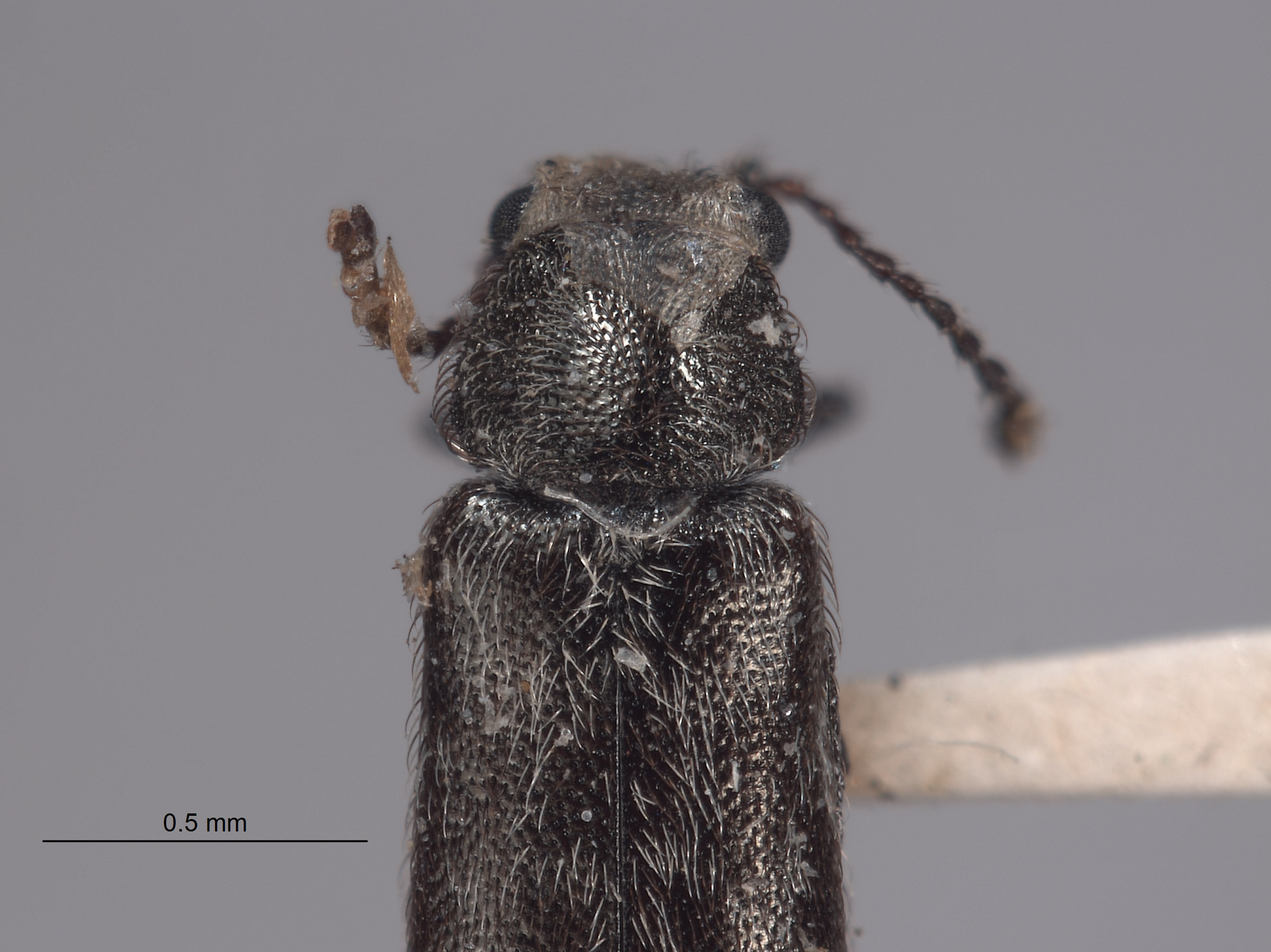 Listrus bifasciatus image