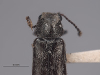 Listrus bifasciatus image