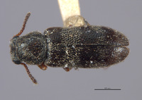 Listrus simplex image