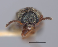 Listrus simplex image