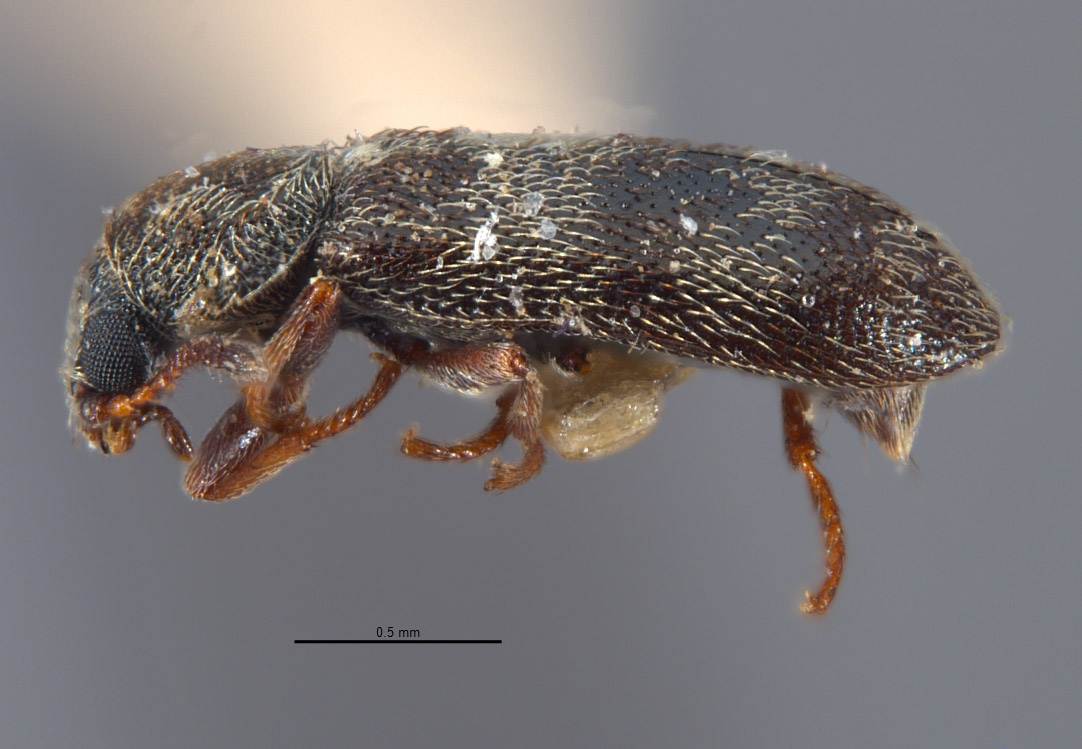 Listrus simplex image