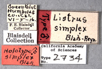 Image of Listrus simplex