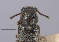Listrus simplex image