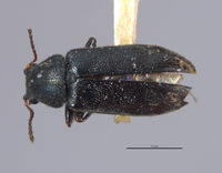 Listrus liebecki image