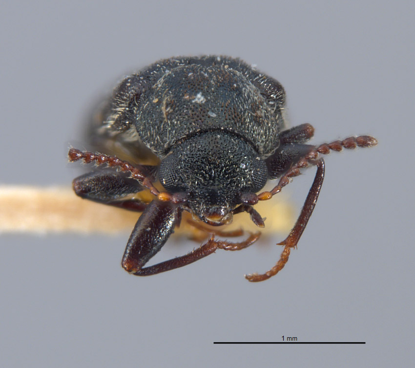 Listrus liebecki image