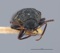 Listrus liebecki image