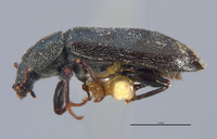 Listrus liebecki image