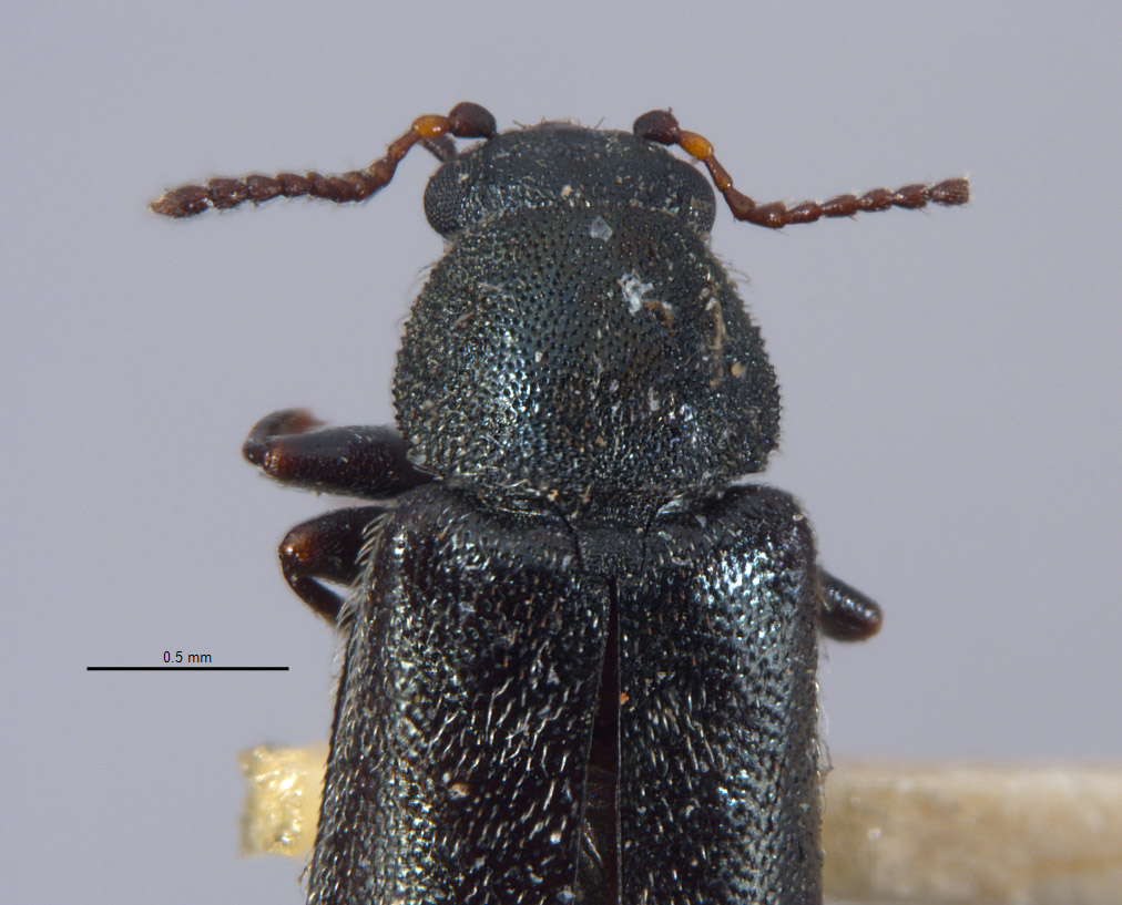 Listrus liebecki image