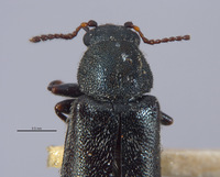 Listrus liebecki image