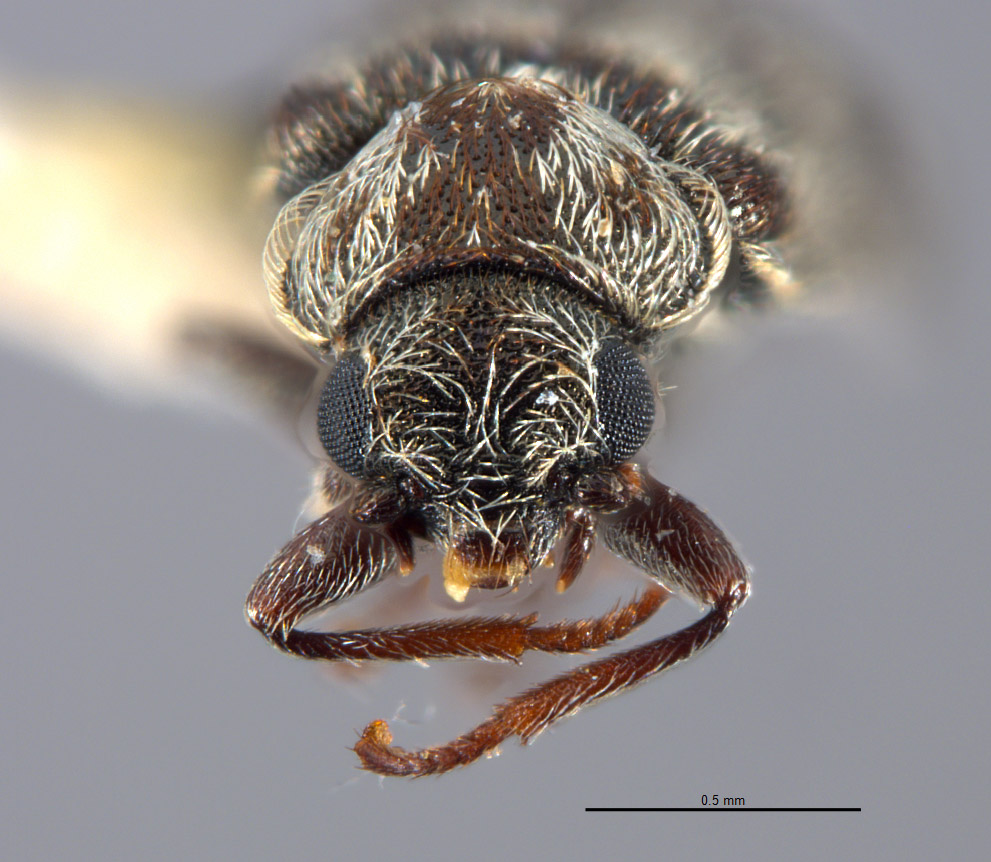 Listrus incestus image