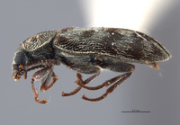 Listrus incestus image