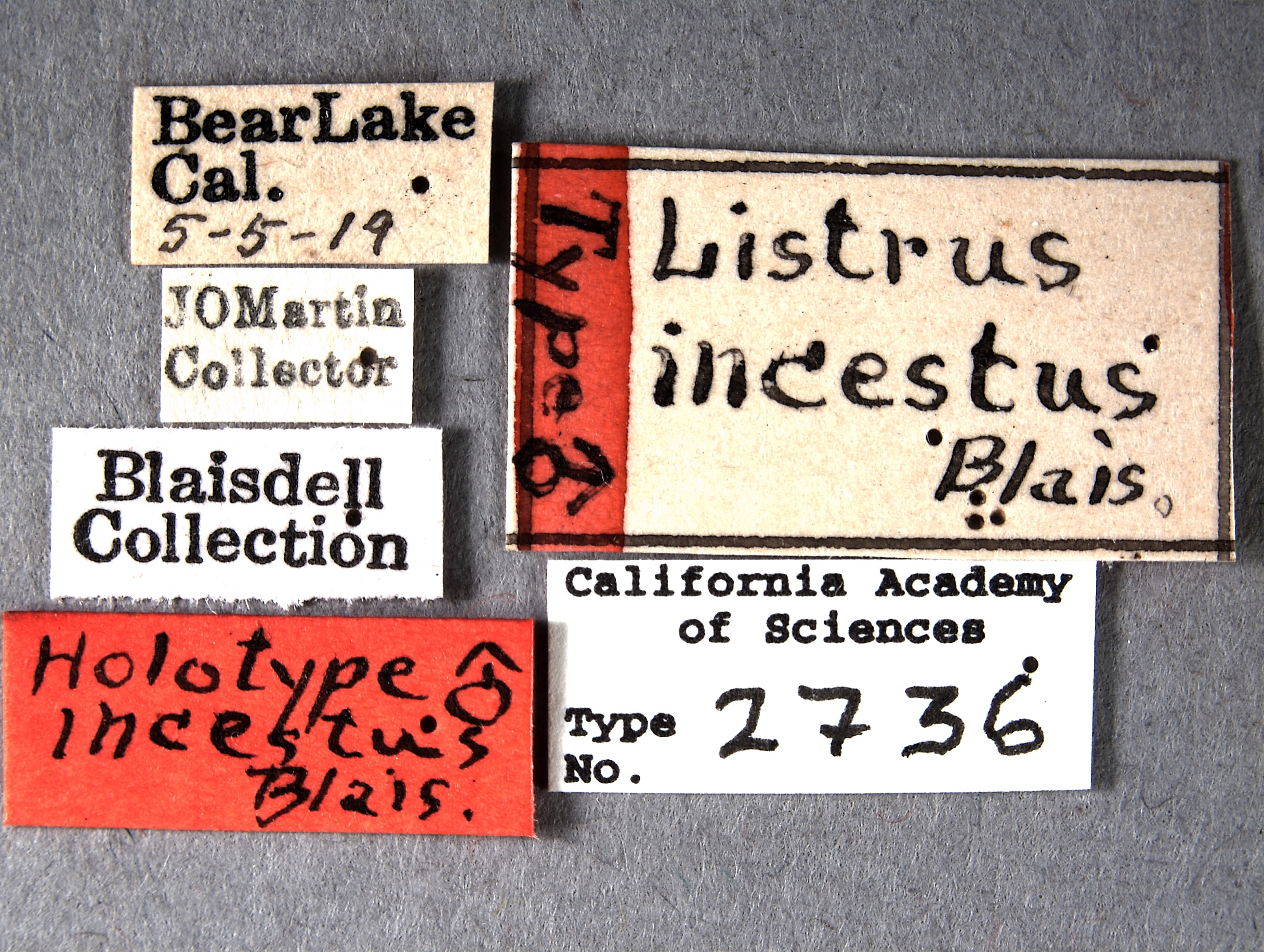Listrus incestus image