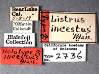 Image of Listrus incestus