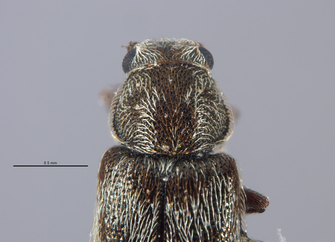 Listrus incestus image