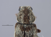 Listrus incestus image