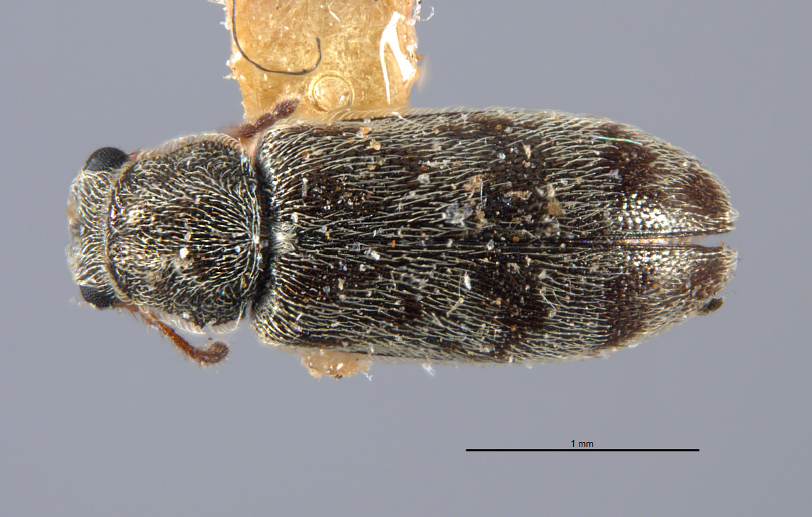 Listrus giffardi image