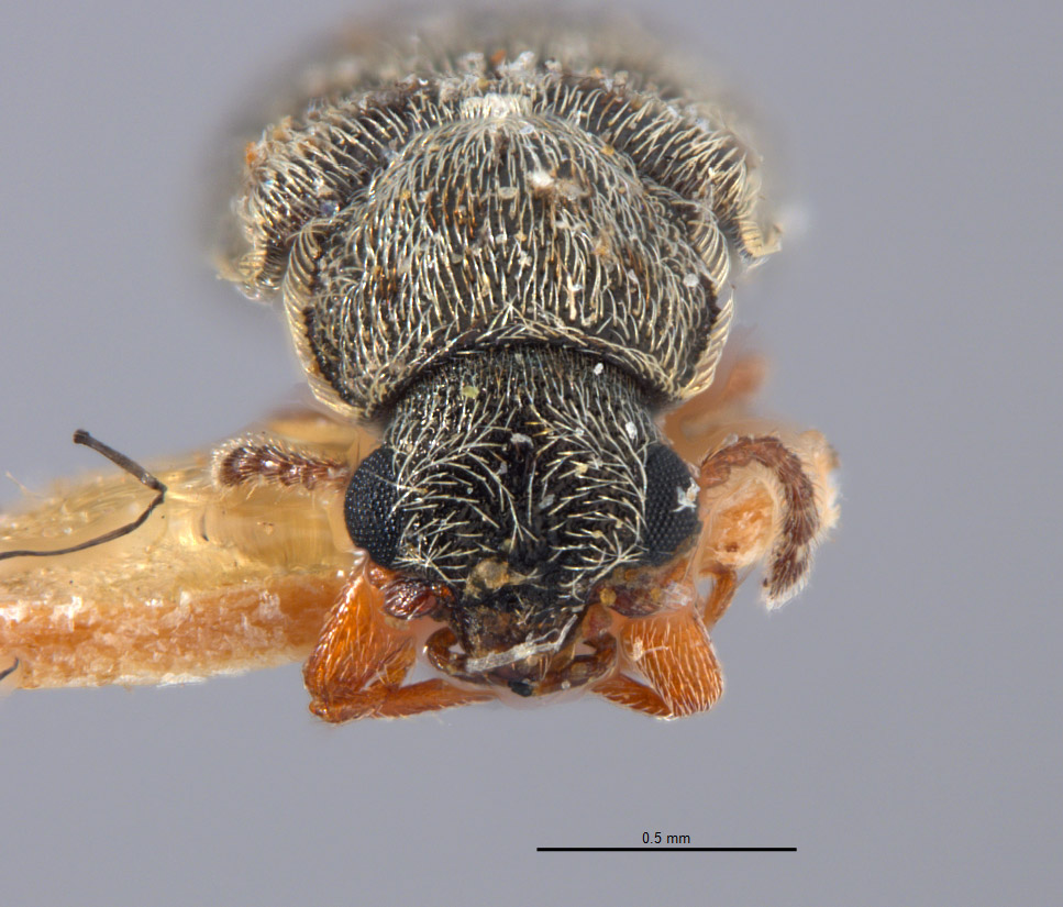 Listrus giffardi image