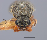 Listrus giffardi image