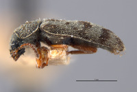 Listrus giffardi image