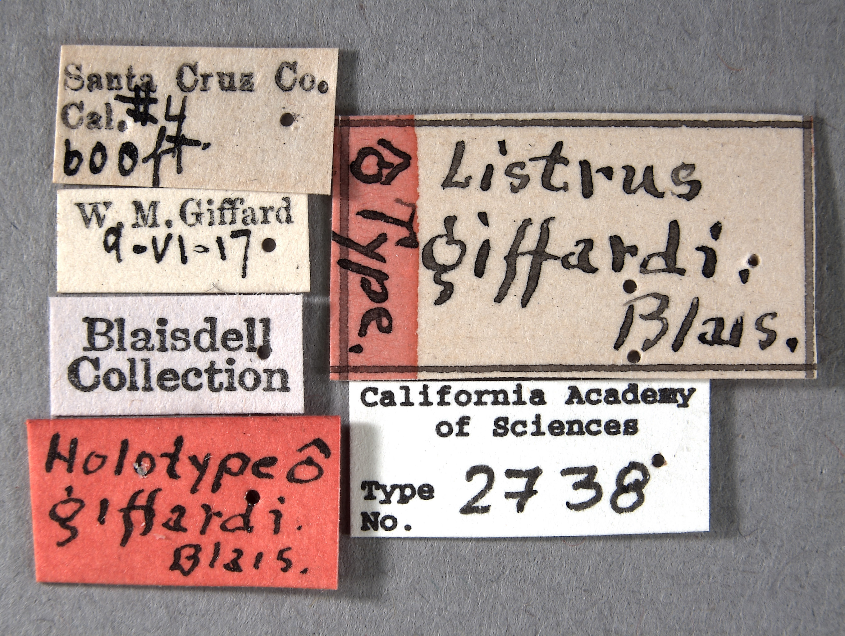 Listrus giffardi image