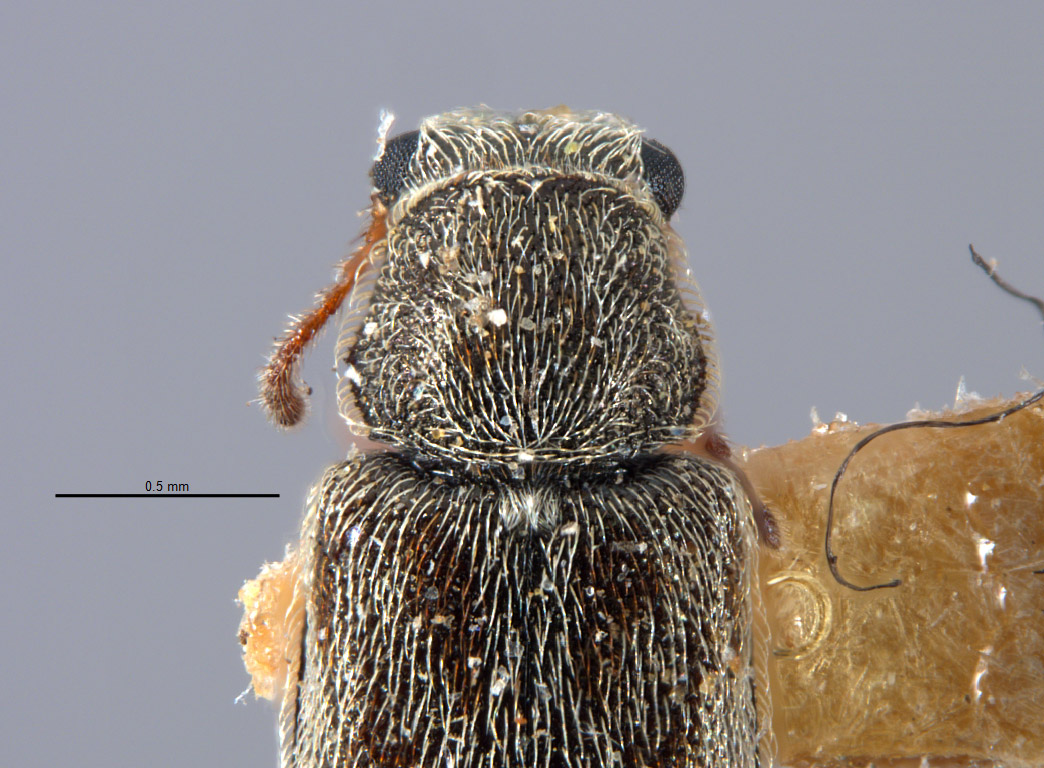 Listrus giffardi image