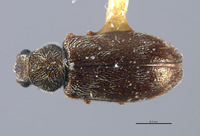 Listrus parvicollis image