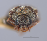 Listrus parvicollis image