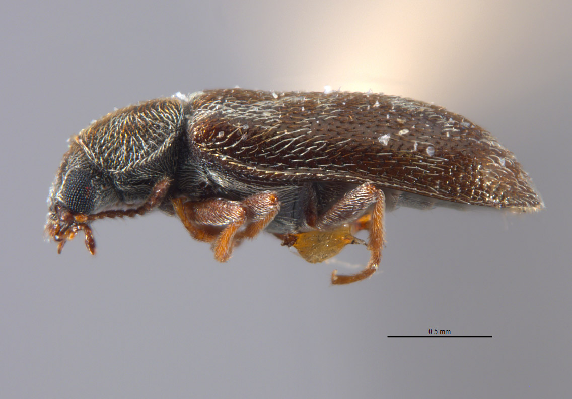 Listrus parvicollis image
