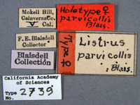Listrus parvicollis image
