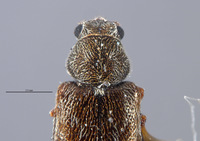 Listrus parvicollis image