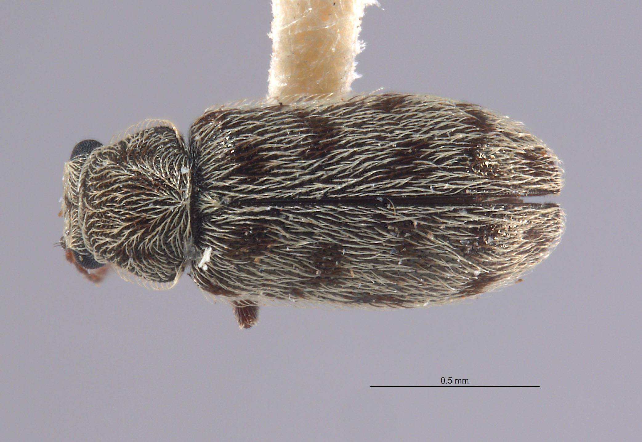 Listrus trochantericus image