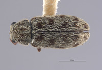 Listrus trochantericus image