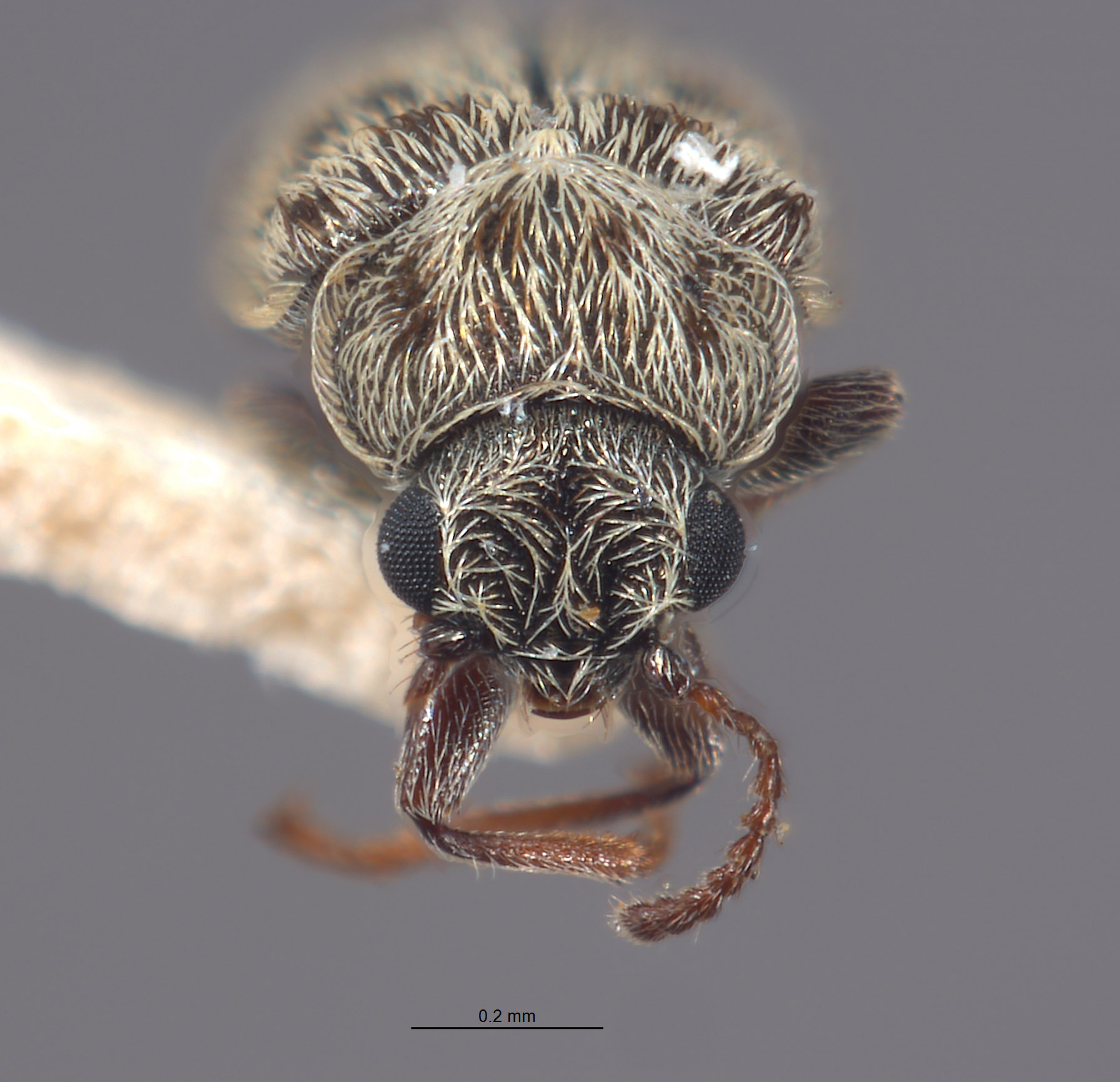 Listrus trochantericus image