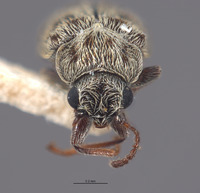 Image of Listrus trochantericus