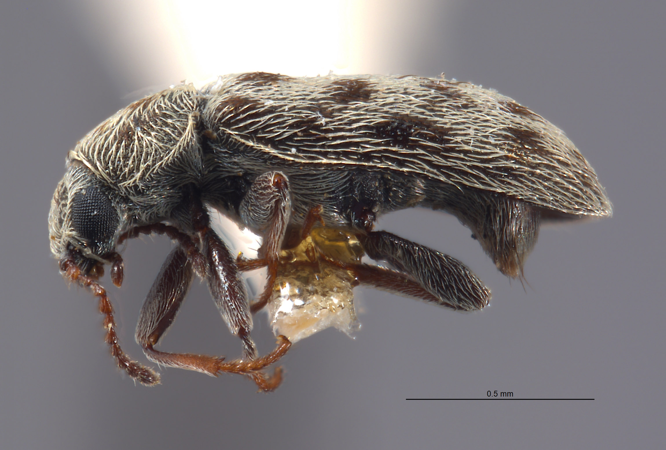 Listrus trochantericus image