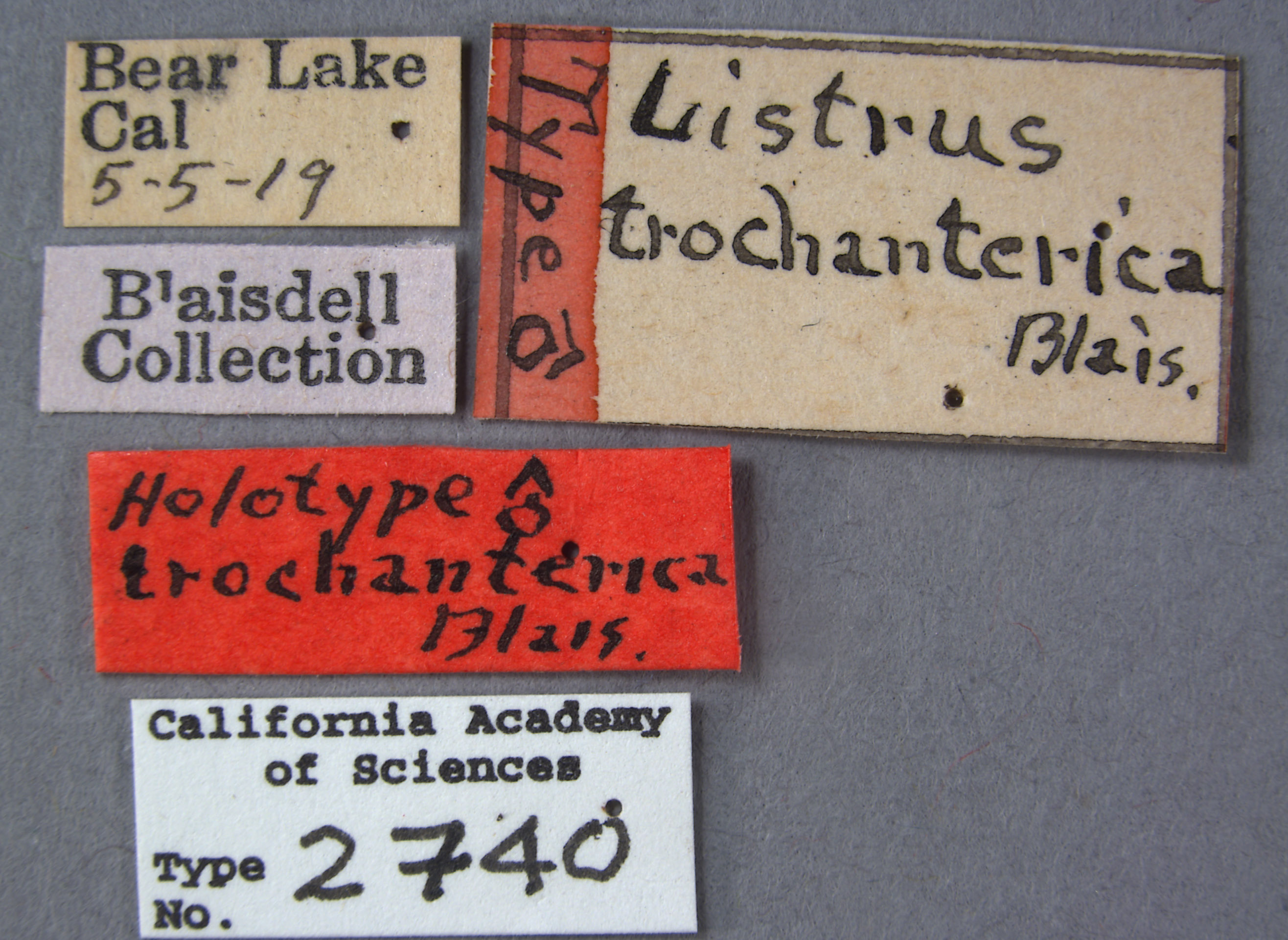 Listrus trochantericus image