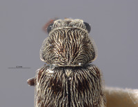 Listrus trochantericus image