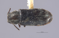 Listrus olympianus image