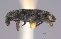 Listrus olympianus image